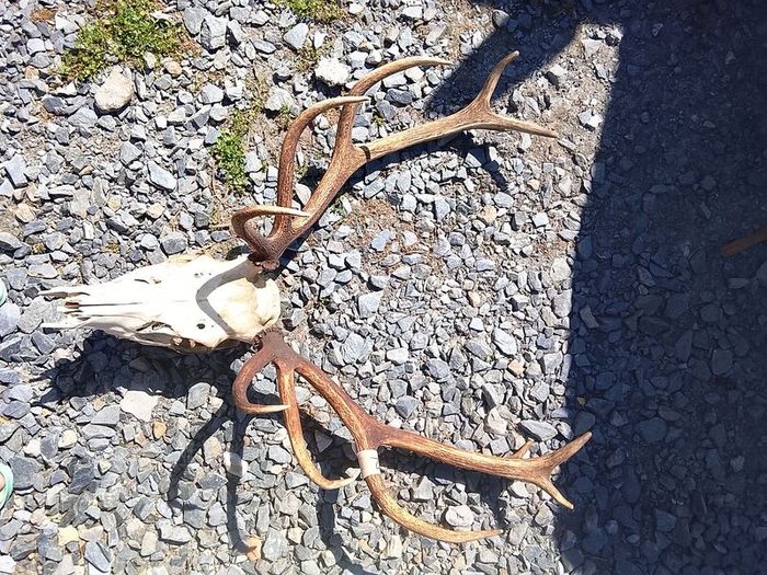 red stag