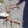red stag Image 3