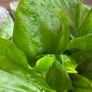 Aquarium Plants Echinodorus Gigant 80-120 cm Image 3