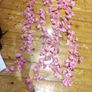 cherry blossom flowers vine Image 2