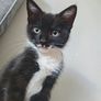 kitten Image 2