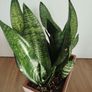 Snake plant Image 2