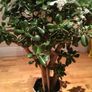 Crassula (Money Tree) plant, 15 years old Image 3