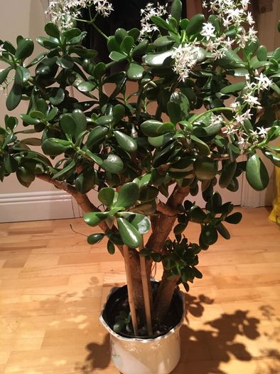 Crassula (Money Tree) plant, 15 years old