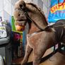 rocking horse Image 2