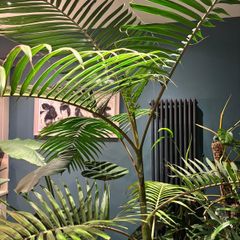 Archontophoenix Cunninghamiana var Illawarra.