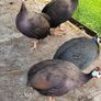 guinea fowl x 2 pairs Image 2
