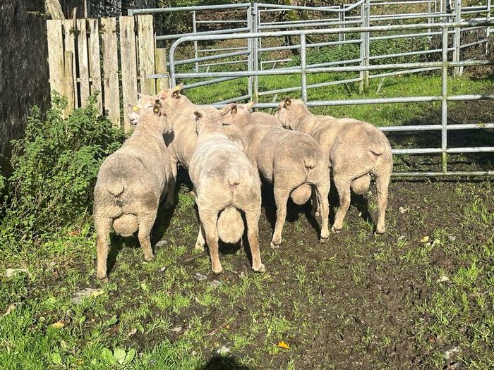 SIS Pedigree Cheviot and Charollais