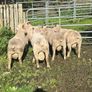 SIS Pedigree Cheviot and Charollais Image 5