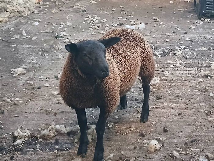 Rams and ewe lambs