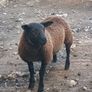 Rams and ewe lambs Image 5