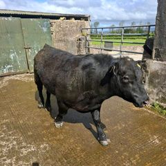 Aberdeen angus bull