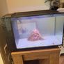 fish Image 2