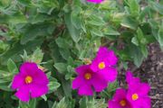 plants