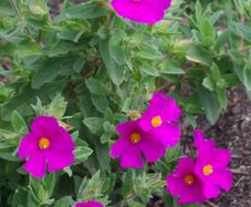 plants