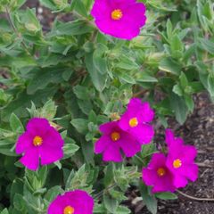 plants