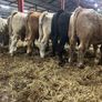 Seven Charlaois Bull Weanlings Image 8