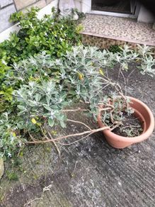 Daisy bush