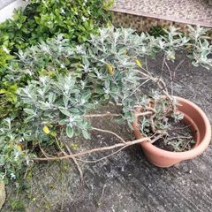 Daisy bush