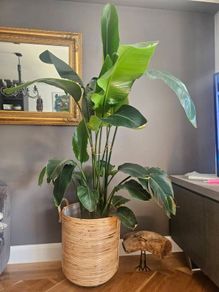 plants