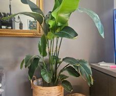plants