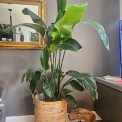 plants