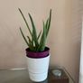 Aloe Vera Plant in ceramic pot Image 2