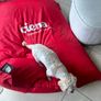 Jumbo Elephant Bean Bags Image 2