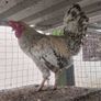 Roosters Image 4