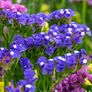 (S) Statice Blue seeds 0.3g (411412) Image 2
