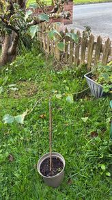 Beech Tree or Sapling for sale