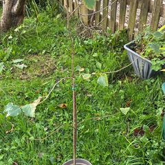 Beech Tree or Sapling for sale