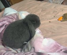 Rabbit