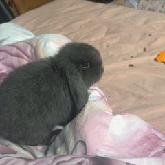 Rabbit