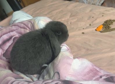 Rabbit