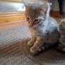 pet adoption Image 3