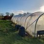 Polytunnel Image 2