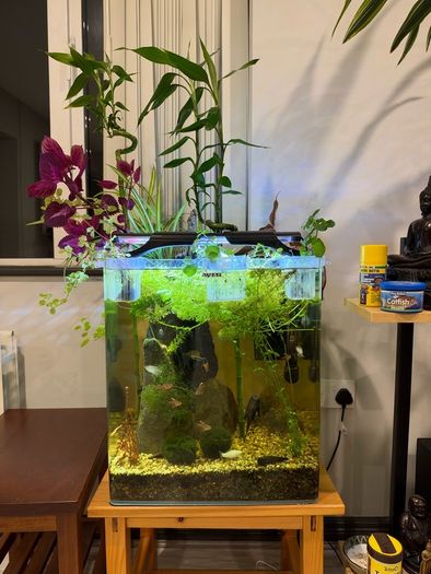 fish tank setup