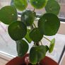 Mature Chinese Money Plant icl. Pot Image 3