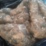 Job lot of vintage horsehair and natural upholstery stuffing weighing approximately 35KG Image 8