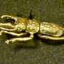 3 brass beetles. Image 3