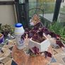 Oxalis triangularis - indoor plant- house plant Image 2