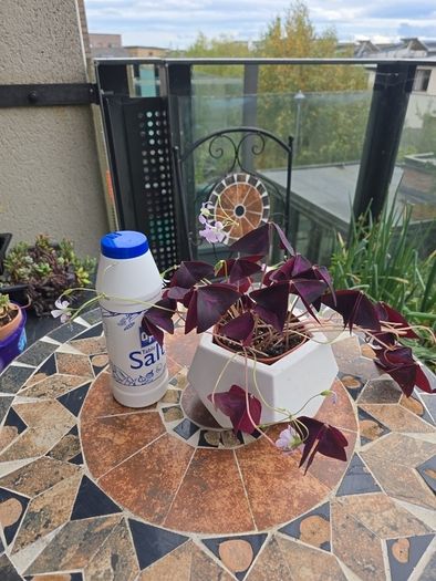 Oxalis triangularis - indoor plant- house plant