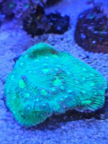 chalice coral