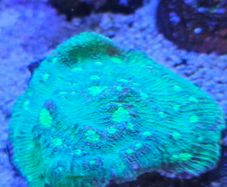 chalice coral