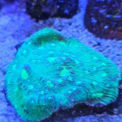 chalice coral