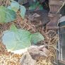 rabbits Image 3