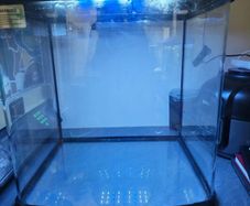 aquarium fish tank
