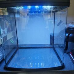 aquarium fish tank