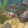 220l fish tank Image 3